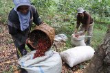 Pekerja memanen kopi Arabika di Desa Sukorejo, Sumber Wringin, Bondowoso, Jawa Timur, Senin (25/6). Sejumlah petani kopi mengeluhkan merosotnya harga kopi Arabika glondong atau petik pohon dari Rp12.000 per kg menjadi Rp8.000 per kg saat musim panen kopi yang bersamaan dengan musim hujan menyebabkan permukaan buah kopi atau ceri retak kemasukan air hujan.
Antara Jatim/Seno/zk/18.