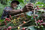 Pekerja memetik kopi Arabika di Desa Sukorejo, Sumber Wringin, Bondowoso, Jawa Timur, Senin (25/6). Sejumlah petani kopi mengeluhkan merosotnya harga kopi Arabika glondong atau petik pohon dari Rp12.000 per kg menjadi Rp8.000 per kg saat musim panen kopi yang bersamaan dengan musim hujan menyebabkan permukaan buah kopi atau ceri retak kemasukan air hujan. Antara Jatim/Seno/zk/18.