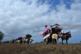 Warga mengikuti Festival Pegon Hias di Desa Sumberejo, Ambulu, Jember, Jawa Timur, Sabtu (23/6). Festival Pegon atau alat transportasi tradisional yang ditarik sapi atau cikar merupakan acara tahunan yang digelar setiap hari raya Ketupat untuk silaturrahmi dan berpawai melalui jalan-jalan desa menuju Pantai Watu Ulo. Antara Jatim/Seno/zk/18.