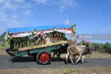 Warga mengikuti Festival Pegon Hias di Desa Sumberejo, Ambulu, Jember, Jawa Timur, Sabtu (23/6). Festival Pegon atau alat transportasi tradisional yang ditarik sapi atau cikar merupakan acara tahunan yang digelar setiap hari raya Ketupat untuk silaturrahmi dan berpawai melalui jalan-jalan desa menuju Pantai Watu Ulo. Antara Jatim/Seno/zk/18.