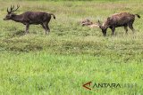 Sejumlah Rusa Timor (Cervus Timorensis) berada di penangkaran milik Pertamina RU VI Balongan, Bumi Patra, Indramayu, Jawa Barat, Kamis (28/6). Pertamina RU VI Balongan menangkarkan 10 ekor Rusa Timor sejak 2017 dan saat ini telah berkembang biak menjadi 12 ekor. ANTARA JABAR/Dedhez Anggara/agr/18.