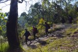 Sejumlah orang melakukan pendakian puncak Gunung Lawu melalui jalur pendakian Cemoro Sewu, Kabupaten Magetan, Jawa Timur, Minggu (24/6). Menurut petugas di gerbang jalur pendakian Cemoro sewu, pasca-Ramadan jumlah pendaki puncak Gunung Lawu melalui jalur Cemoro Sewu mulai normal, rata-rata 500 orang per hari pada Sabtu dan Minggu (23-24/6), setelah sebelumnya selama Ramadan turun hingga di bawah 50 persen dari rata-rata jumlah pendaki perhari. Antara Jatim/Foto/Siswowidodo/zk/18