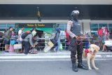 Polisi menggunakan anjing pelacak berpatroli di terminal Gapura Surya Nusantara, Pelabuhan Tanjung Perak, Surabaya, Jawa Timur, Sabtu (9/6). Pengamanan itu untuk memberikan rasa aman bagi pemudik yang menggunakan jasa angkutan kapal laut. Antara Jatim/Didik Suhartono/zk/18