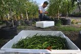 Petani memetik cabai di lahan perkotaan atau urban farming di Simpang Lima, Kota Tasikmalaya, Jawa Barat, Kamis (28/6). Akibat penyusutan lahan pertanian di kawasan perkotaan, membuat kelompok anak muda yang tergabung dalam Petani Sobri bercocok tanam, memanfaatkan lahan di pekarangan rumah dengan menggunakan media tanam limbah serbuk kelapa dan hasil panen yang didapat 40-50 kilogram dari 400 pohon cabai serta tidak mudah terserang hama. ANTARA JABAR/Adeng Bustomi/agr/18