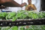 Pekerja menyelesaikan manisan buah pala dari oven di sentra industri rumahan Kampung Manggis, Desa Dramaga, Kabupaten Bogor, Jawa Barat, Selasa (12/6). Menjelang Lebaran, produksi manisan buah pala yang merupakan oleh-oleh khas Bogor di kampung tersebut mengalami peningkatan 100 persen dari biasanya 5 ton menjadi 10 ton yang dipesan ke sejumlah wilayah di Jakarta, Cianjur, Kalimantan hingga mancanegara seperti Malaysia. ANTARA JABAR/Arif Firmansyah/agr/18 