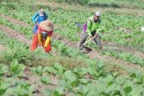 Petani menggemburkan tanaman tembakau usia satu bulan di Desa Dasok, Pamekasan, Jawa Timur, Sabtu (9/6). Produksi tembakau Madura dengan kondisi cuaca normal per tahun mencapai sekitar 60.000 ton dari luas lahan sekitar 65 ribu hektar atau 60 persen dari jumlah total produksi tembakau Jatim. Antara Jatim/Saiful Bahri/zk/18