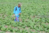 Petani menggemburkan tanaman tembakau usia satu bulan di Desa Dasok, Pamekasan, Jawa Timur, Sabtu (9/6). Produksi tembakau Madura dengan kondisi cuaca normal per tahun mencapai sekitar 60.000 ton dari luas lahan sekitar 65 ribu hektar atau 60 persen dari jumlah total produksi tembakau Jatim. Antara Jatim/Saiful Bahri/zk/18