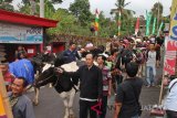Rayakan Syawalan, ratusan ekor sapi diarak keliling kampung