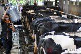 Pekerja membawa pakan konsentrat untuk sapi perah di peternakan sapi Erif Farm, Desa Cibeureum, Cisarua, Kabupaten Bogor, Jawa Barat, Sabtu (30/6). Kementerian Pertanian (Kementan) terus berupaya mengejar kemandirian susu nasional dengan memproduksi susu segar dalam negeri (SSDN) sebesar 60 persen dari kebutuhan susu nasional pada 2025 dengan upaya mewujudkan kemandirian persusuan nasional, baik dari hulu maupun hilir untuk meningkatkan kesejahteraan peternak. ANTARA JABAR/Arif Firmansyah/agr/18
