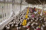 Pekerja memberi pakan ternak ayam di Limbangan, Kabupaten Garut, Jawa Barat, Selasa (12/6). Menurut pengakuan peternak dalam sebulan bisa memproduksi empat ton atau sekitar 3 ribu ekor ayam yang dijual Rp 21-23 ribu per ekor. ANTARA JABAR/M Agung Rajasa/agr/18.
