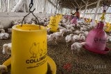 Pekerja memberi pakan ternak ayam di Limbangan, Kabupaten Garut, Jawa Barat, Selasa (12/6). Menurut pengakuan peternak dalam sebulan bisa memproduksi empat ton atau sekitar 3 ribu ekor ayam yang dijual Rp 21-23 ribu per ekor. ANTARA JABAR/M Agung Rajasa/agr/18.
