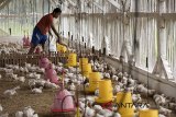 Pekerja memberi pakan ternak ayam di Limbangan, Kabupaten Garut, Jawa Barat, Selasa (12/6). Menurut pengakuan peternak dalam sebulan bisa memproduksi empat ton atau sekitar 3 ribu ekor ayam yang dijual Rp 21-23 ribu per ekor. ANTARA JABAR/M Agung Rajasa/agr/18.
