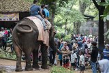 Pengunjung memberi makan gajah saat libur Lebaran di Kebun Binatang Bandung (Bandung Zoo), Bandung, Jawa Barat, Minggu (17/6). Libur Lebaran dimanfaatkan warga untuk berwisata bersama keluarga di taman bermain air dan kebun binatang. ANTARA JABAR/M Agung Rajasa/agr/18
