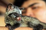 Bayi Musang Luwak