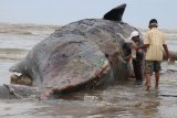 Sejumlah warga mengambil minyak paus sperma (Physeter macrocephalus) yang terdampar di kawasan Pantai Desa Baroh Bugeng, Nurussalam, Aceh Timur, Aceh, Senin (18/6). Menurut keterangan warga setempat, paus sperma tersebut terdampar pada Minggu (17/6) sore. ANTARA FOTO/Maulana/Syf/foc/18.