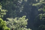 BBKSDA selamatkan beruang madu terjerat jerat babi