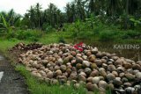 Pemkab Kotim dorong percepatan pabrik tepung atasi anjloknya harga kelapa