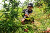 Operasi pemusnahan ladang ganja Aceh