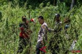 Operasi pemusnahan ladang ganja Aceh