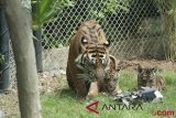 Harimau Sumatera berhasil dikembangkan di Bali