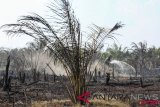 Kebakaran lahan di perkebunan sawit