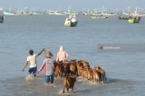 Pedagang menggiring anakan sapi dagangannya menuju perahu layar bermotor saat akan dibawa ke Kabupaten Probolinggo di Pelabuhan Pegagan, Pamekasan, Jawa Timur, Jumat (20/7). Harga anakan sapi Madura naik rata-rata Rp500 ribu per ekor menjadi Rp3.5 juta hingga Ep4.5 juta per ekor menyusul minimnya pembiakan di Pulau Sapudi, Sumenep. Antara Jatim/Saiful Bahri/18