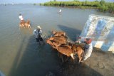 Pedagang menggiring anakan sapi dagangannya menuju perahu layar bermotor saat akan dibawa ke Kabupaten Probolinggo di Pelabuhan Pegagan, Pamekasan, Jawa Timur, Jumat (20/7). Harga anakan sapi Madura naik rata-rata Rp500 ribu per ekor menjadi Rp3.5 juta hingga Ep4.5 juta per ekor menyusul minimnya pembiakan di Pulau Sapudi, Sumenep. Antara Jatim/Saiful Bahri/18