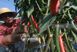 Petani memanen cabai merah di Desa Taraban, Pamekasan, Jawa Timur, Minggu (15/7). Harga cabai merah ditingkat petani naik dari Rp14.000 menjadi Rp20.000 per kg karena minimnya stok. Antara Jatim/Saiful Bahri/mas/18.