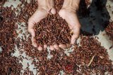 Petani menunjukkan cengkih saat di jemur di kawasan Cimenyan, Kabupaten Bandung, Jawa Barat, Selasa (10/7). Memasuki masa panen raya, harga cengkih di kebun turun di kisaran Rp 90.000 per kg dari harga biasanya dikisaran Rp 100.000 per kg. ANTARA JABAR/Heru Salim/agr/18.

