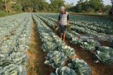 Petani menyiram tanaman kubis di Desa Penaguan, Pamekasan, Jawa Timur, Minggu (15/7). Pada musim kemarau seperti saat ini petani sayur di daerah itu harus mengeluarkan biaya ekstra hingga Rp3 juta untuk pembelian air dan penampungan air. Antara Jatim/Saiful Bahri/mas/18.