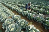 Petani menyiram tanaman kubis di Desa Penaguan, Pamekasan, Jawa Timur, Minggu (15/7). Pada musim kemarau seperti saat ini petani sayur di daerah itu harus mengeluarkan biaya ekstra hingga Rp3 juta untuk pembelian air dan penampungan air. Antara Jatim/Saiful Bahri/mas/18.