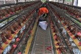 Pekerja memberi pakan kepada ayam petelur di Kampung Cicariang, Tasikmalaya, Jawa Barat, Senin (30/7). Menurut sejumlah peternak ayam petelur menyatakan harga pakan ayam naik dari harga Rp5.100 menjadi Rp5.600 per kilogram dan menurunnya produksi telur ayam akibat perubahan iklim menjadi salah satu penyebab harga telur ayam dipasaran naik Rp23 ribu per kilogram. ANTARA JABAR/Adeng Bustomi/agr/18.
