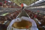 Pekerja memberi pakan kepada ayam petelur di Kampung Cicariang, Tasikmalaya, Jawa Barat, Senin (30/7). Menurut sejumlah peternak ayam petelur menyatakan harga pakan ayam naik dari harga Rp5.100 menjadi Rp5.600 per kilogram dan menurunnya produksi telur ayam akibat perubahan iklim menjadi salah satu penyebab harga telur ayam dipasaran naik Rp23 ribu per kilogram. ANTARA JABAR/Adeng Bustomi/agr/18.
