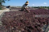 Petani menjemur rumput laut di Pantai Desa Tanjung, Pamekasan, Jawa Timur, Kamis (12/7). Dalam lima hari terakhir harga rumput laut jenis Eucheuma spinosum turun dari Rp7.500 per kg menjadi Rp7.000 per kg karena memasuki musim panen raya. Antara Jatim/Saiful Bahri/mas/18.