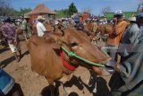  Pedagang sapi dan pembeli bertransaksi di Pasar Keppo, Pamekasan, Jawa Timur, Sabtu (13/7). Dalam dua pekan terakhir harga sapi Madura yang dipasarkan Rp5 juta - Rp25 juta per ekor naik rata-rata Rp1 juta per ekor karena banyaknya permintaan dari sejumlah daerah menjelang Iduladha tahin ini. Antara Jatim/Saiful Bahri/mas/18.