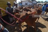 Pedagang sapi dan pembeli bertransaksi di Pasar Keppo, Pamekasan, Jawa Timur, Sabtu (13/7). Dalam dua pekan terakhir harga sapi Madura yang dipasarkan Rp5 juta - Rp25 juta per ekor naik rata-rata Rp1 juta per ekor karena banyaknya permintaan dari sejumlah daerah menjelang Iduladha tahin ini. Antara Jatim/Saiful Bahri/mas/18.