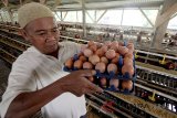 Peternak memanen telur ayam yang siap dijual di kawasan Cibinong, Bogor, Jawa Barat, Kamis (12/7). Harga jual telur di tingkat konsumen dan sejumlah pasar tradisional naik, dari Rp23.000 per kilogram menjadi Rp30. 000 karena naiknya harga pakan ternak serta minimnya bibit ayam petelur. ANTARA JABAR/Yulius Satria Wijaya/agr/18.