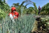 Pengunjung memetik sendiri bawang prei di kebun milik Dinas Pertanian Kabupaten Magetan saat digelar peringatan Hari Krida Pertanian di Kabupaten Magetan, Jawa Timur, Kamis (5/7). Dinas Pertanian setempat memberikan keleluasaan bagi pengunjung untuk memilih dan memetik sendiri berbagai hasil perkebunan yang dibeli saat kegiatan tersebut. Antara Jatim/Siswowidodo/mas/18.