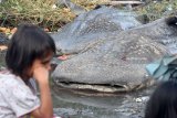 Seorang bocah berada didepan dari dua bangkai Hiu Tutul (Rhincodon typus) yang terdampar di Sukorejo, Gresik, Jawa Timur, Selasa (3/7). Menurut nelayan setempat hiu tutul dengan bobot sekitar satu ton yang berdiameter enam meter dan lima meter tersebut terdampar di sekitar Tanjung Perak Surabaya dan sengaja ditarik perkampungan nelayan untuk dijadikan tontonan warga sekitar. Antara Jatim/M Risyal Hidayat/zk/18