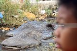 Seorang bocah berada didepan dari dua bangkai Hiu Tutul (Rhincodon typus) yang terdampar di Sukorejo, Gresik, Jawa Timur, Selasa (3/7). Menurut nelayan setempat hiu tutul dengan bobot sekitar satu ton yang berdiameter enam meter dan lima meter tersebut terdampar di sekitar Tanjung Perak Surabaya dan sengaja ditarik perkampungan nelayan untuk dijadikan tontonan warga sekitar. Antara Jatim/M Risyal Hidayat/zk/18