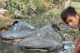 Seorang bocah berada didepan dari dua bangkai Hiu Tutul (Rhincodon typus) yang terdampar di Sukorejo, Gresik, Jawa Timur, Selasa (3/7). Menurut nelayan setempat hiu tutul dengan bobot sekitar satu ton yang berdiameter enam meter dan lima meter tersebut terdampar di sekitar Tanjung Perak Surabaya dan sengaja ditarik perkampungan nelayan untuk dijadikan tontonan warga sekitar. Antara Jatim/M Risyal Hidayat/zk/18