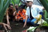 Ini dia budidaya talas tingkatkan ekonomi masyarakat  Tanah Datar