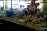 Ayam pedaging tembus Rp26.000/Kg di Payakumbuh karena harga pakan mahal