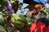 Petani memanen jambu kristal di Sidorejo, Kabupaten Magetan, Jawa Timur, Minggu (29/7). Buah jambu mirip jambu biji namun tanpa biji hasil panen tersebut selanjutnya dijual ke toko buah dengan harga Rp10.000 per kilogram. Antara Jatim/Siswowidodo/zk/18