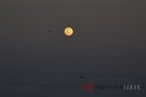 Foto bulan saat muncul menjelang gerhana bulan total 