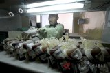 Petugas Palang Merah Indonesia (PMI) menyimpan kantong darah di lemari pendingin Kantor PMI Kabupaten Bogor, Jawa Barat, Rabu (4/7). Berdasarkan standar World Health Organization (WHO) jumlah kebutuhan minimal kantong darah di Indonesia sekitar 5,1 juta kantong per tahun, sementara yang tersedia sekitar 4,4 juta kantong darah dan belum memenuhi target kantong darah yang ditetapkan oleh WHO. ANTARA JABAR/Yulius Satria Wijaya/agr/18.