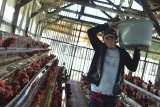 Pekerja mengambil telur ayam di peternakan ayam Kampung Buninegara, Kota Tasikmalaya, Jawa Barat, Selasa (3/7). Berdasarkan data dari Kementerian Pertanian (Kementan) konsumsi telur ayam ras per kapita tahun 2018 sebesar 10,44 kilogram per orang dengan jumlah penduduk sebanyak 265,015,300 jiwa, dengan kebutuhan telur sebanyak 2,766,760 ton per tahun, sedangkan produksi penyediaan telur sebanyak 2,968,954 ton per tahun. ANTARA JABAR/Adeng Bustomi/agr/18.