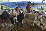Sejumlah hewan ternak Domba Garut dipajang pada Kontes Ternak Tingkat Jawa Barat 2018 di Lapangan Dadaha, Kota Tasikmalaya, Rabu (18/7). Dinas Ketahanan Pangan dan Peternakan Provinsi Jabar menggelar kontes ternak ke-37 sebagai motivasi bagi peternak untuk menyediakan bibit pengganti bagi induk ternak yang sudah tidak produktif guna meningkatkan daya saing produksi dan kontes tersebut diikuti 500 peserta dan 700 ekor ternak hewan domba, sapi dan ayam. ANTARA JABAR/Adeng Bustomi/agr/18