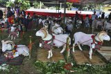 Sejumlah hewan ternak Domba Garut dipajang pada Kontes Ternak Tingkat Jawa Barat 2018 di Lapangan Dadaha, Kota Tasikmalaya, Rabu (18/7). Dinas Ketahanan Pangan dan Peternakan Provinsi Jabar menggelar kontes ternak ke-37 sebagai motivasi bagi peternak untuk menyediakan bibit pengganti bagi induk ternak yang sudah tidak produktif guna meningkatkan daya saing produksi dan kontes tersebut diikuti 500 peserta dan 700 ekor ternak hewan domba, sapi dan ayam. ANTARA JABAR/Adeng Bustomi/agr/18