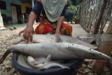 Warga merapikan ikan hiu tangkapan nelayan Kotasek, Pamekasan, Jawa Timur, Selasa (3/7). Sebagian besar nelayan di Madura tidak mengetahui tentang larangan penangkapan ikan hiu karena kurangnya sosialisasi. Antara Jatim/Saiful Bahri/zk/18